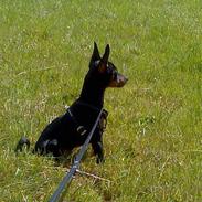 Dvaergpinscher Rødkildes Nickie (død)