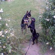 Dvaergpinscher Rødkildes Nickie (død)