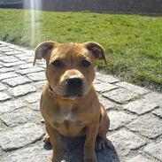 Staffordshire bull terrier Angie