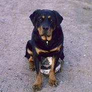 Blanding af racer Trine (Rip d. 24/5-2019)