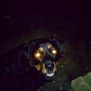 Blanding af racer Trine (Rip d. 24/5-2019)