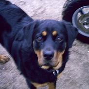 Blanding af racer Trine (Rip d. 24/5-2019)