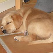 Labrador retriever Sally