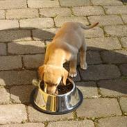 Labrador retriever Sally