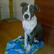 Amerikansk staffordshire terrier Sparky