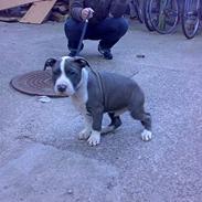 Amerikansk staffordshire terrier Sparky