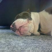 Amerikansk staffordshire terrier Sparky