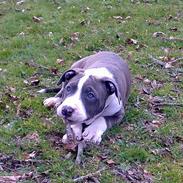 Amerikansk staffordshire terrier Sparky