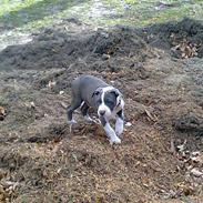 Amerikansk staffordshire terrier Sparky