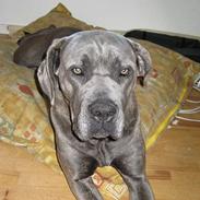 Cane corso jayna