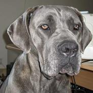 Cane corso jayna