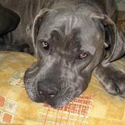 Cane corso jayna