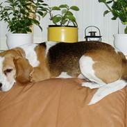 Beagle Tanne