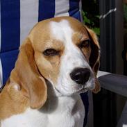 Beagle Tanne