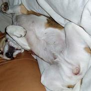 Beagle Tanne