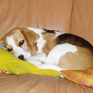 Beagle Tanne