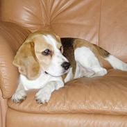 Beagle Tanne