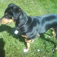 Blanding af racer Sissi