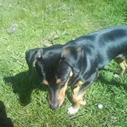 Blanding af racer Sissi