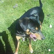 Blanding af racer Sissi