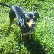 Blanding af racer Sissi