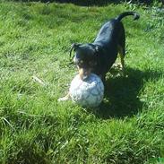 Blanding af racer Sissi