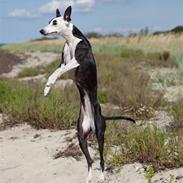 Whippet Abbie