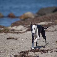 Whippet Abbie