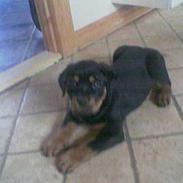 Blanding af racer Trine (Rip d. 24/5-2019)