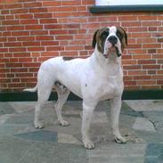 Amerikansk bulldog Anton