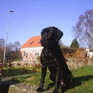 Labrador retriever Sofus (Formel 1)