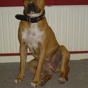 Amerikansk staffordshire terrier Zenta