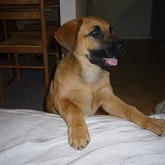 Blanding af racer Mika