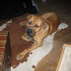 Boerboel sakai