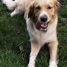 Blanding af racer Mira