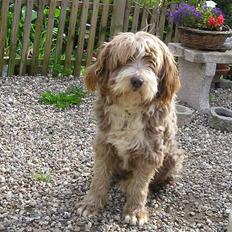 Bearded collie Bounty R.I.P