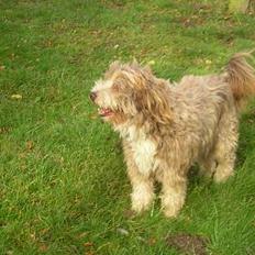 Bearded collie Bounty R.I.P