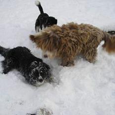 Bearded collie Bounty R.I.P