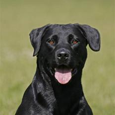 Blanding af racer Bella