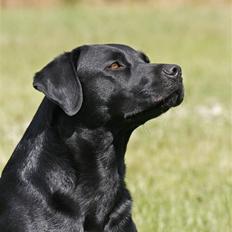 Blanding af racer Bella