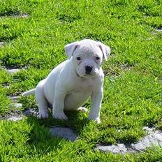 Amerikansk bulldog Amanda