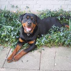 Rottweiler Anaya