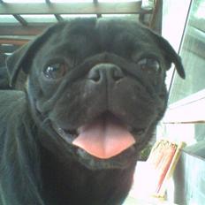 Mops emma *himmelhund*