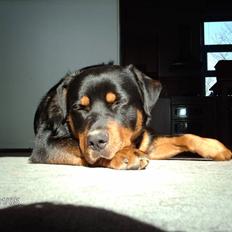 Blanding af racer sahan