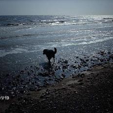 Blanding af racer sahan