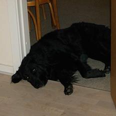 Blanding af racer Bobby