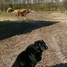 Blanding af racer Bobby