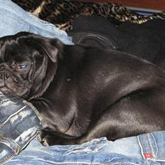 Mops emma *himmelhund*