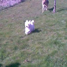 West highland white terrier Oompa