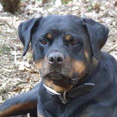 Rottweiler Marco`s Jessie